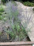 Plant name: Little Spire Russian Sage Perovskia amplicifolia cv. Little Spire